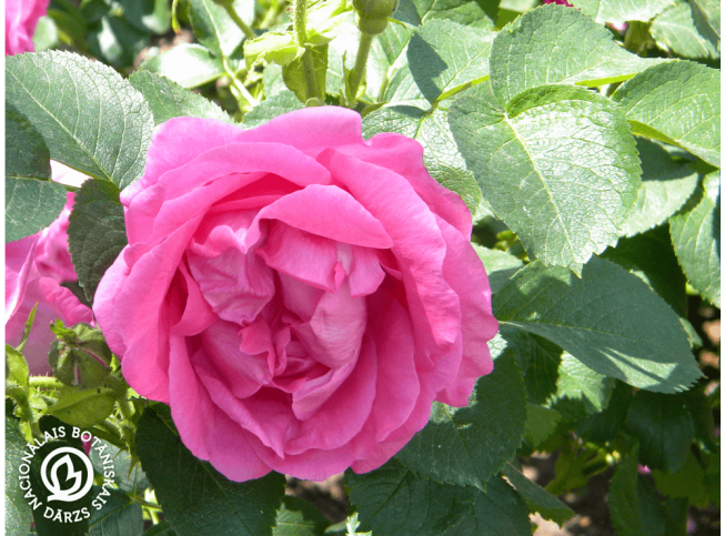 Rosa rugosa   'Lidija Freimane'